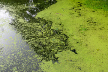 river view, river surface covered with algae, green landscape from summer