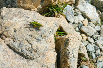Grasshopper on textured stones