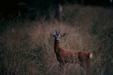 Reh in berner Wald