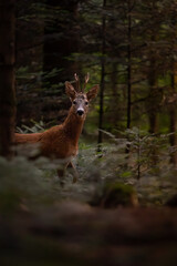 Reh in berner Wald