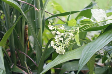 Fototapeta premium White flowers on the branches of a tree in the summer garden.