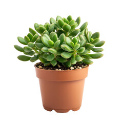 Lush Green Succulent Plant in Brown Pot  Home Decor  Houseplant  Indoor Gardening