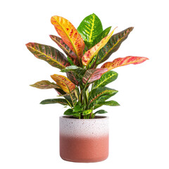 Vibrant Croton Plant in Terracotta Pot  Home Decor  Indoor Plant  Tropical Foliage