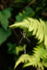 Close Up View of Black and Yellow Spider in Its Web. Field spider
