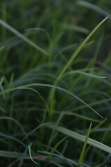 grass in the wind
