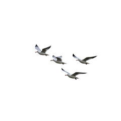 Flock of seagull birds in flight, cutout on white background. Perfect for nature, wildlife, and bird-themed projects