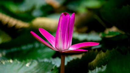 Nelumbo nucifera (Padma, Lotus, sacred lotus, Indian lotus, simply lotus, waterlily) flower on the...
