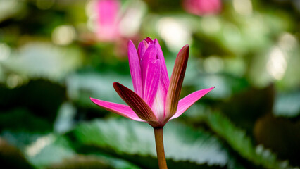 Nelumbo nucifera (Padma, Lotus, sacred lotus, Indian lotus, simply lotus, waterlily) flower on the pond