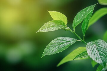 Vibrant green leaves with water droplets on a blurred background.