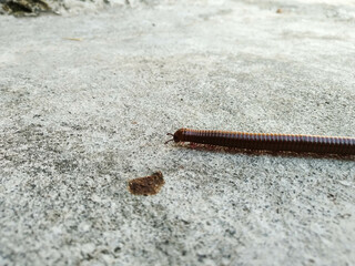 Millipedes Part 2 3
Luwing, a millipede animal, is round and red in color