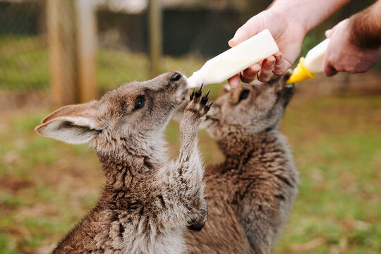 Young Joey being bottle fed outdoors by an animal carer
