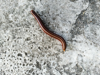 Millipedes Part 2 7
Luwing, a millipede animal, is round and red in color