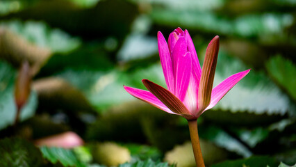 Nelumbo nucifera (Padma, Lotus, sacred lotus, Indian lotus, simply lotus, waterlily) flower on the pond