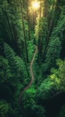 Obraz premium An aerial view of a winding path through a vibrant redwood forest bathed in soft sunlight during the early morning hours