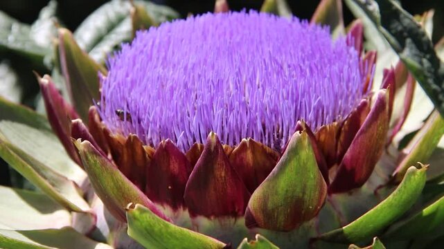 bees pollinating on artichoke flower