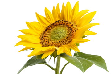 Yellow sunflower isolated on transparent background