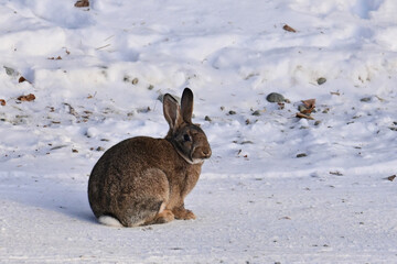 A brown feral rabbit explores a snowy Alaska landscape.