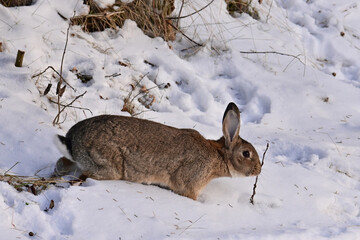 A brown feral rabbit explores a snowy Alaska landscape.