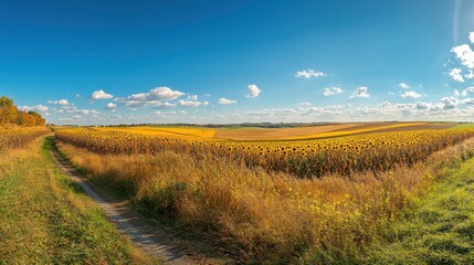Fototapeta premium A breathtaking view of the Loup Rivers during golden hour featuring expansive fields and vibrant sunflowers
