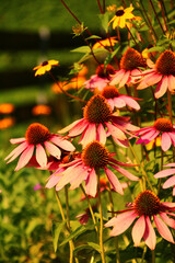 sonnenhut heilpflanze