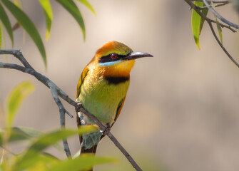 Obraz premium A Rainbow Bee-eater perched on a branch