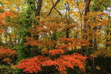 秋の色に染まる