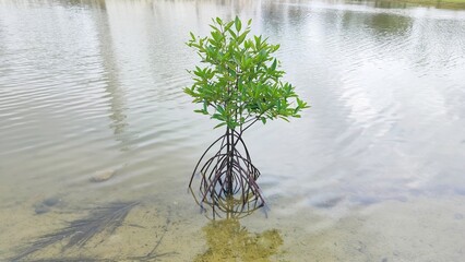 A small young Mangrove tree isolated in coastal saline. thousands of beautiful mangrove plants...