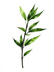 Obraz premium Bamboo plant growth indoor space botanical illustration natural environment close-up view greenery concept