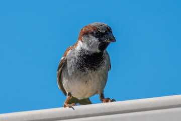 House sparrow in the backyard