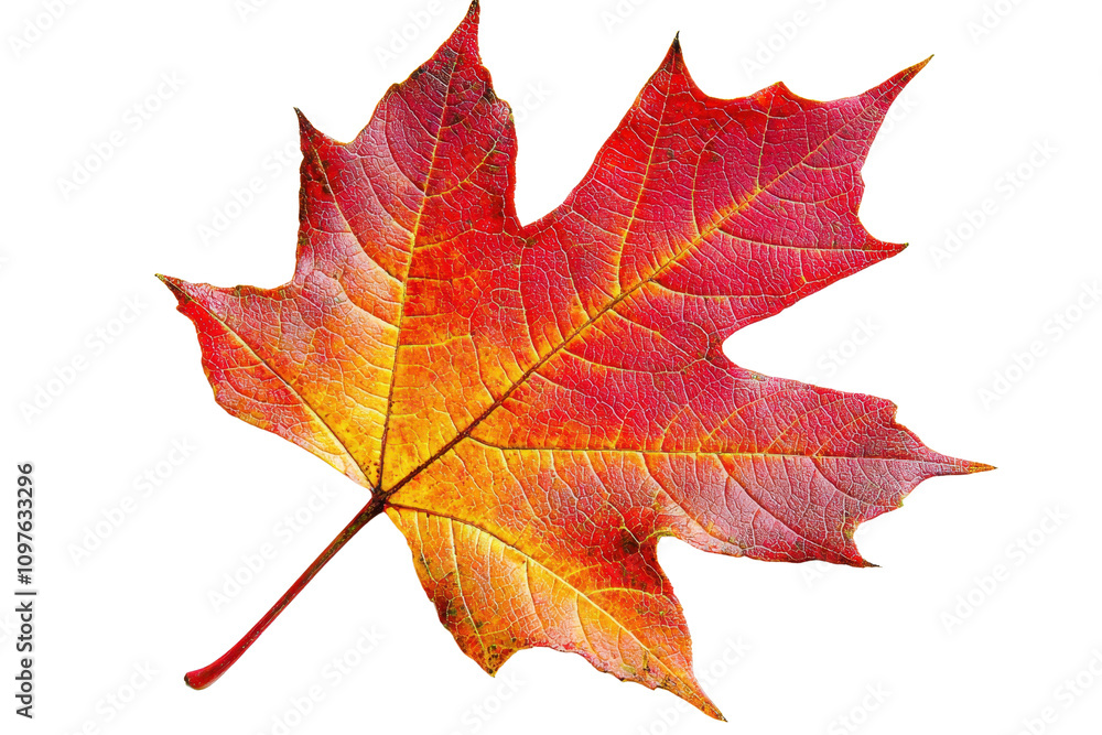 Poster a vibrant red maple leaf showcasing intricate veins and a gradient of color from yellow to deep red.