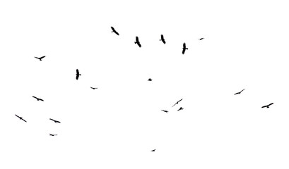 A flock of birds in flight isolated on a white background