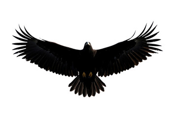Fototapeta premium A majestic bird of prey in flight, displaying its wide wingspan and sharp silhouette against a dark backdrop.