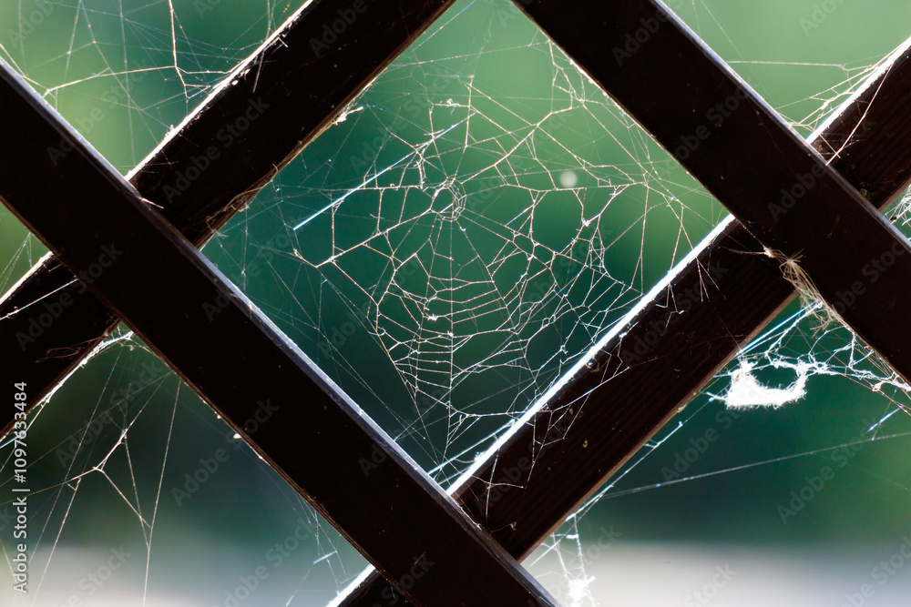 Wall mural a spider web is seen through a window frame