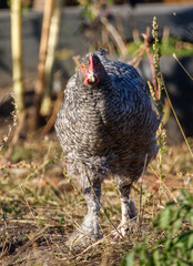 A chicken is walking through a field of grass