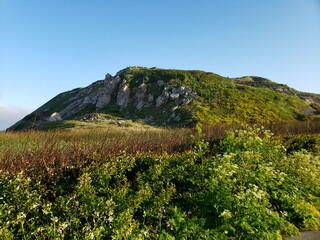 Verdant Hill Covered in Spring Wildflowers