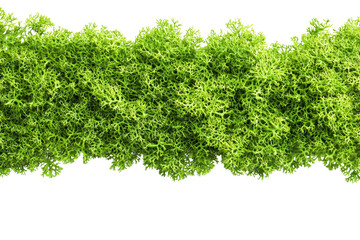 Obraz premium A vibrant green moss or foliage, showcasing intricate leaves and a lush, textured appearance.