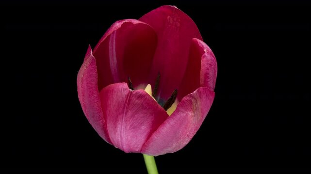 Timelapse of pink tulip flower blooming on black background,