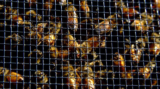 Extreme close up of bee honeys buzzling inside meshed box before being released into new beehive alongside queen