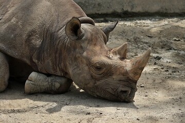 Obraz premium 地面に伏せて寝るクロサイの寝顔