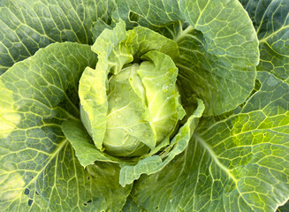 A large green cabbage with a small white center