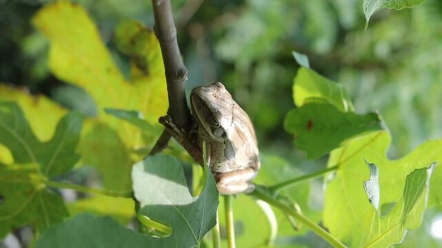 tree frog relaxing on a tree branch during the day