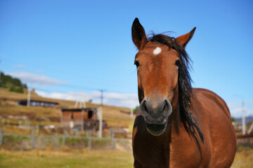 Portrait of a brown horse standing in a sunny meadow with clear blue sky on a bright afternoon