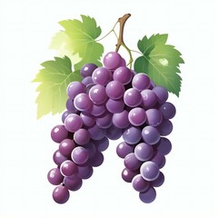 Fototapeta premium bunch of grapes