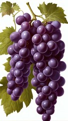 Fototapeta premium bunch of grapes