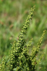 Curly sorrel in flowering period