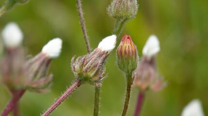 Skerda small-leaved field flowers