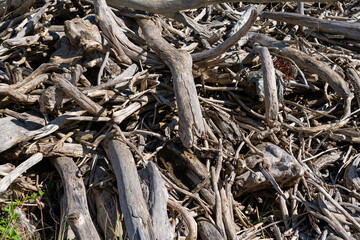 積み上げられた流木