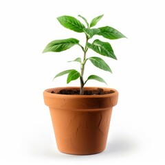 Obraz premium Small plant growing in terracotta pot on white background