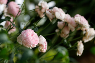 Pink beautiful blooming rose. Selective focus.
