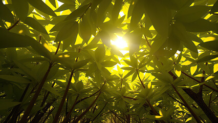 Sunlight filtering through yellow and green mangrove leaves, serene, coastal, sunshine, natural, tranquil